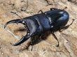 画像1: WD ヒラタクワガタ　60/30　ペア (1)