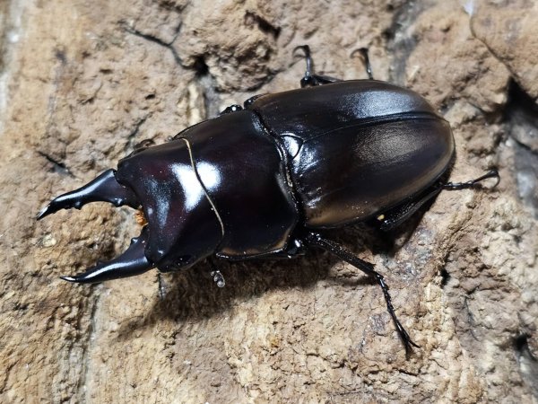 画像1: ハスタートノコギリ亜種ナカゴメイ  48.5/34　成虫ペア (1)