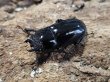 画像2: タイワンシカクワガタ　42/29　ペア (2)