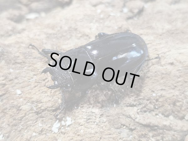 画像2: タイワンシカクワガタ　42/29　ペア (2)