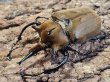 画像1: エレファスゾウカブト　117/74　ペア (1)