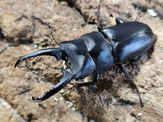 プリンシペ産　ドウネスノコギリクワガタ　62mm ノコギリクワガタ ♂ 64mm Prosopocoilus inclinatus inclinatus