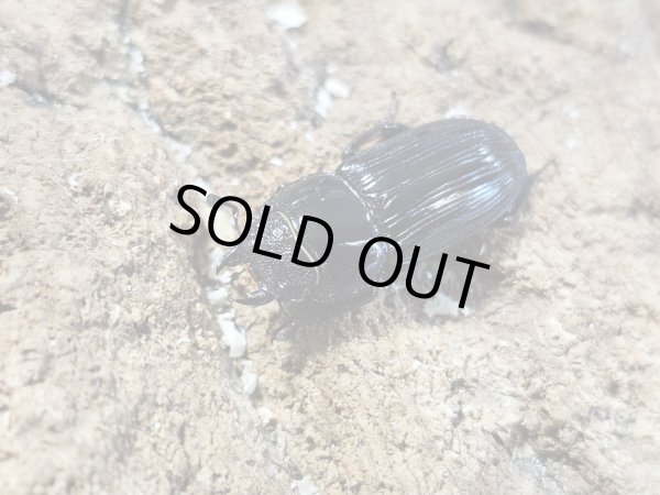 画像2: メリディオナリスコクワ　42/22　ペア (2)