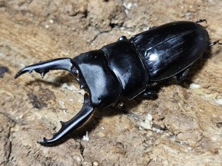 全商品 - INSECT SHOP 美咲