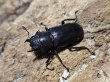 画像2: メタリフェルホソアカ　パープル系 45/25　成虫ペア (2)