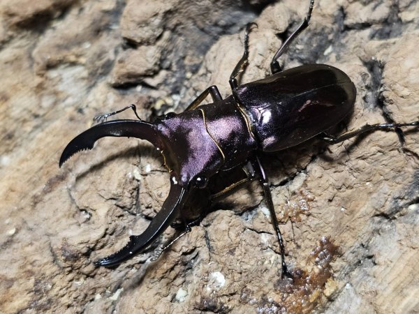 画像1: メタリフェルホソアカ　パープル系 44/23　成虫ペア (1)