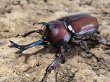 画像1: RRカブトムシ　74/44　ペア (1)