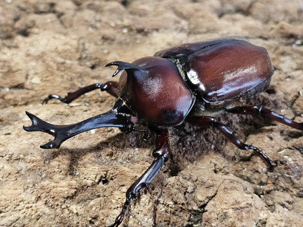 画像1: RRカブトムシ　74/44　ペア (1)