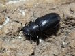 画像2: メタリフェルホソアカ　パープル系 44/25　成虫ペア (2)