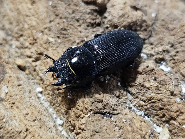 画像2: ストリアティペンニスssp・ダビッド　39/23　ペア (2)