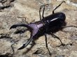 画像1: メタリフェルホソアカ　パープル系 44/25　成虫ペア (1)