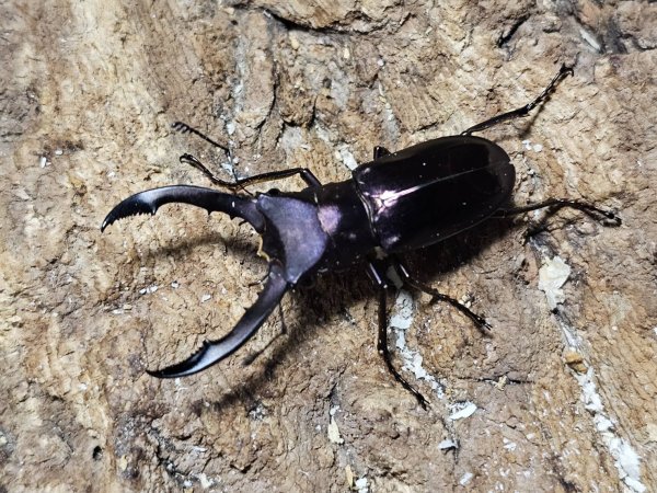 画像1: メタリフェルホソアカ　パープル系 45/25　成虫ペア (1)
