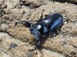 画像1: タイワンシカクワガタ　41/28　ペア (1)