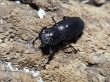 画像2: ギラファホソアカクワガタ　31/25　成虫ペア (2)