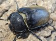 画像2: エレファスゾウカブト　117/74　ペア (2)