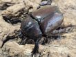 画像2: RRカブトムシ　74/44　ペア (2)