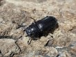 画像2: メタリフェルホソアカ ダークパープル系 37/22　成虫ペア (2)