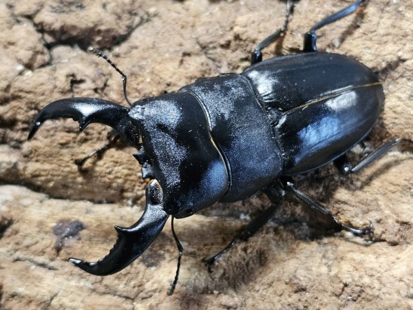 画像1: アマミヒラタ　71/43　ペア (1)