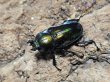 画像2: ニジイロクワガタ(4)　グリーン系　40/37　成虫ペア (2)