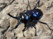 画像1: ニジイロクワガタ(1)　紫紺　53/38　成虫ペア (1)