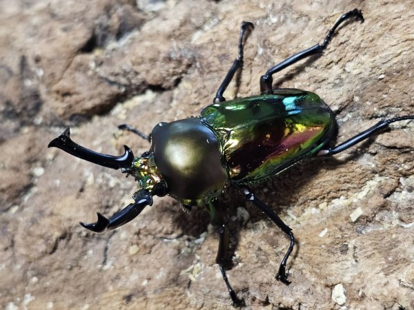画像1: ニジイロクワガタ(11)　51/35　成虫ペア (1)