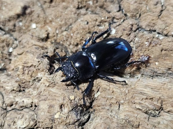 画像2: スペキオススシカクワガタ　49/29　成虫ペア (2)