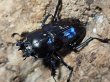画像2: ニジイロクワガタ(1)　紫紺　53/38　成虫ペア (2)