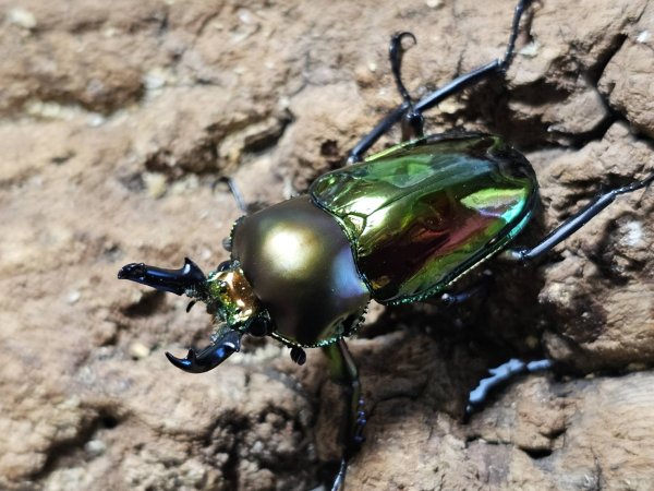 画像1: ニジイロクワガタ(5)　43/37　成虫ペア (1)