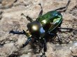 画像1: ニジイロクワガタ(2)　52/37　成虫ペア (1)
