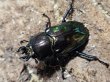 画像2: ニジイロクワガタ(11)　51/35　成虫ペア (2)