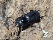 画像2: 神津島産　コクワガタ　38/28　ペア (2)