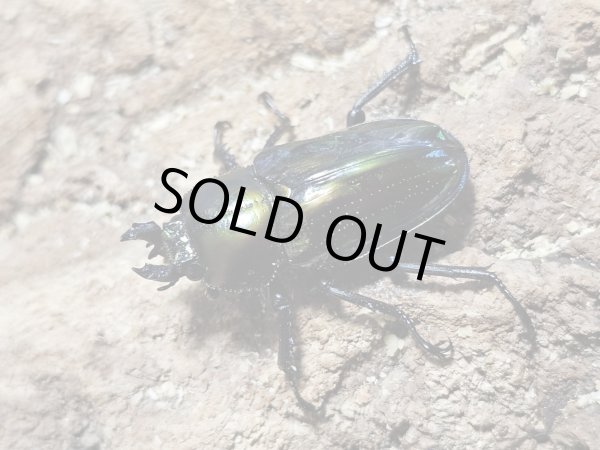 画像2: ニジイロクワガタ(9)　55/37　成虫ペア (2)