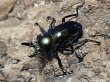 画像1: ニジイロクワガタ(4)　グリーン系　40/37　成虫ペア (1)