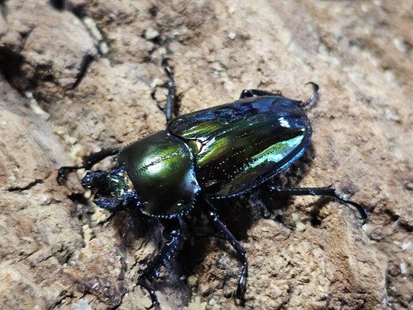 画像2: ニジイロクワガタ(3)　グリーン系　44/37　成虫ペア (2)