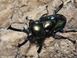 画像1: ニジイロクワガタ(21)　グリーン　50/36　成虫ペア (1)