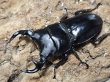 画像1: グランディスオオクワガタ　74/47/45　成虫トリオ (1)
