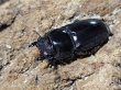 画像2: イグニス血統・テイオウヒラタ　95/44　ペア (2)