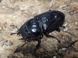 画像3: グランディスオオクワガタ　73/45/44　成虫トリオ (3)