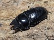 画像2: オオクワガタ　69/43　ペア (2)