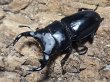 画像1: グランディスオオクワガタ　74/48/47　成虫トリオ (1)