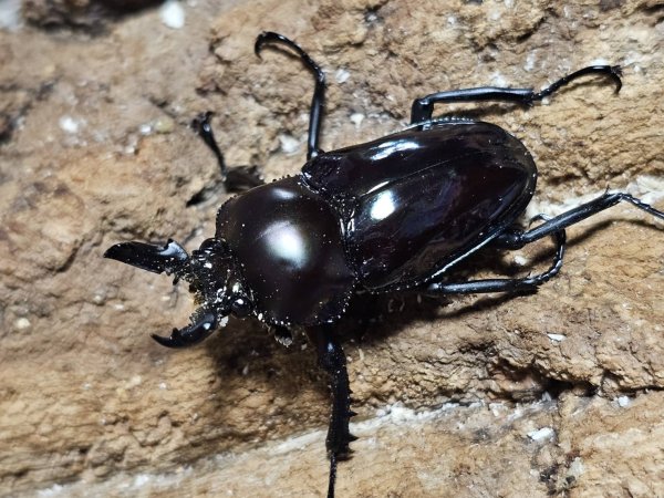 画像1: ニジイロクワガタ(15)　紫紺　40/35　成虫ペア (1)