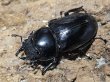 画像2: グランディスオオクワガタ　74/48/47　成虫トリオ (2)