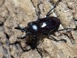 画像1: ニジイロクワガタ(14)　紫紺　44/35　成虫ペア (1)