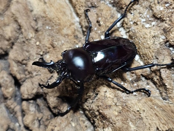 画像1: ニジイロクワガタ(14)　紫紺　44/35　成虫ペア (1)