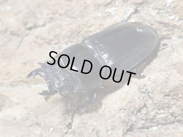 画像2: RR パラワンヒラタ　92/51　ペア (2)