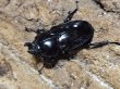 画像2: ニジイロクワガタ(13)　紫紺　54/37　成虫ペア (2)