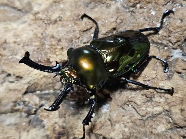 画像1: ニジイロクワガタ(25)　55/38　成虫ペア (1)