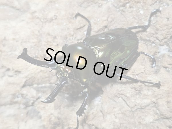 画像1: ニジイロクワガタ(25)　55/38　成虫ペア (1)