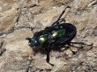 画像2: ニジイロクワガタ(21)　グリーン　50/36　成虫ペア (2)