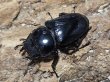 画像2: グランディスオオクワガタ　74/47/45　成虫トリオ (2)